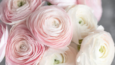 Uprawa jaskrów w domu i ogrodzie - pielęgnacja, rozmnażanie, odmiany