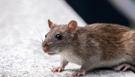 Jak zabezpieczyć dom przed szkodnikami? 5 skutecznych sposobów