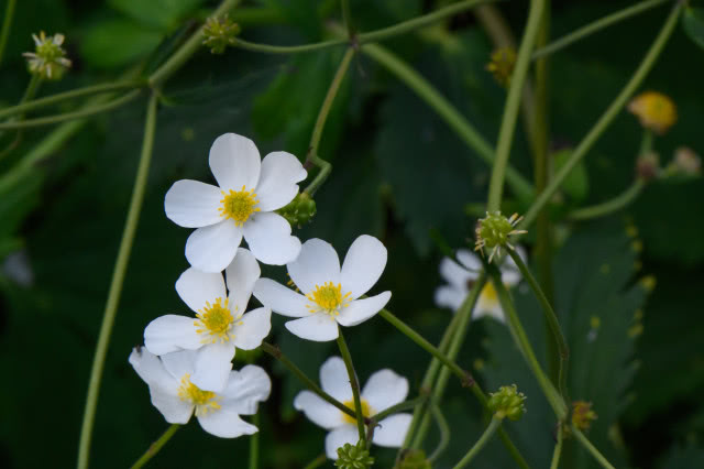 Jaskier tojadolistny