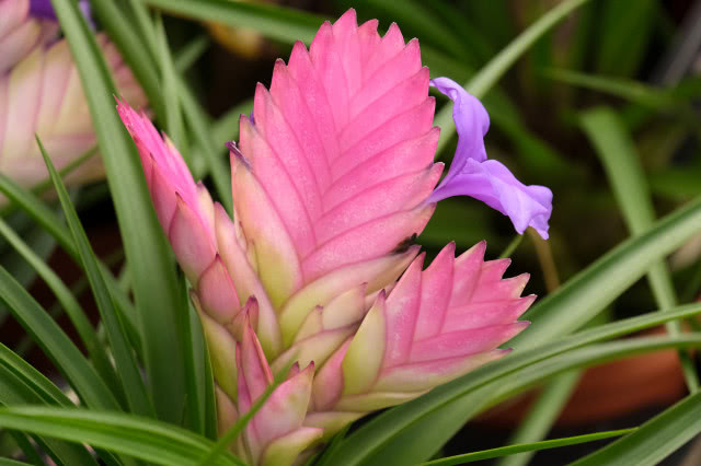 kwiaty doniczkowe na prezent