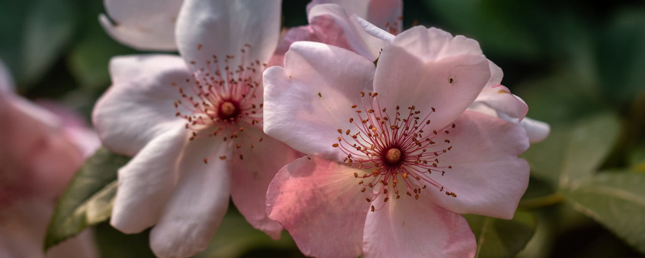 3 najpiękniejsze gatunki kwitnących roślin doniczkowych na prezent