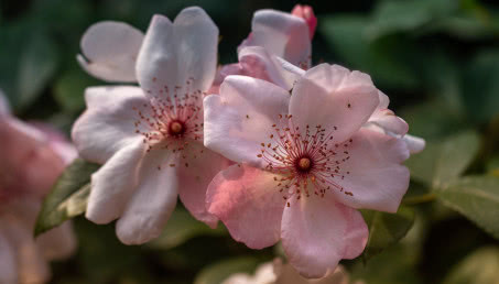 3 najpiękniejsze gatunki kwitnących roślin doniczkowych na prezent