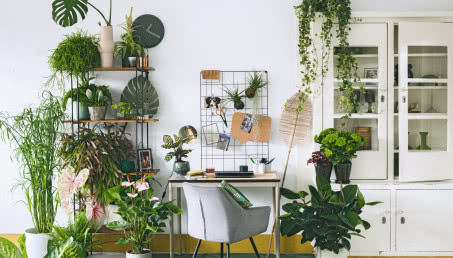 Rośliny, które poprawiają jakość powietrza we wnętrzach