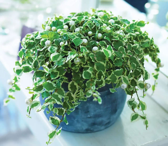 Fikus pnący nie tylko wydziela tlen, ale też neutralizuje szkodliwe substancje, takie jak formaldehydy i inne wyziewy.