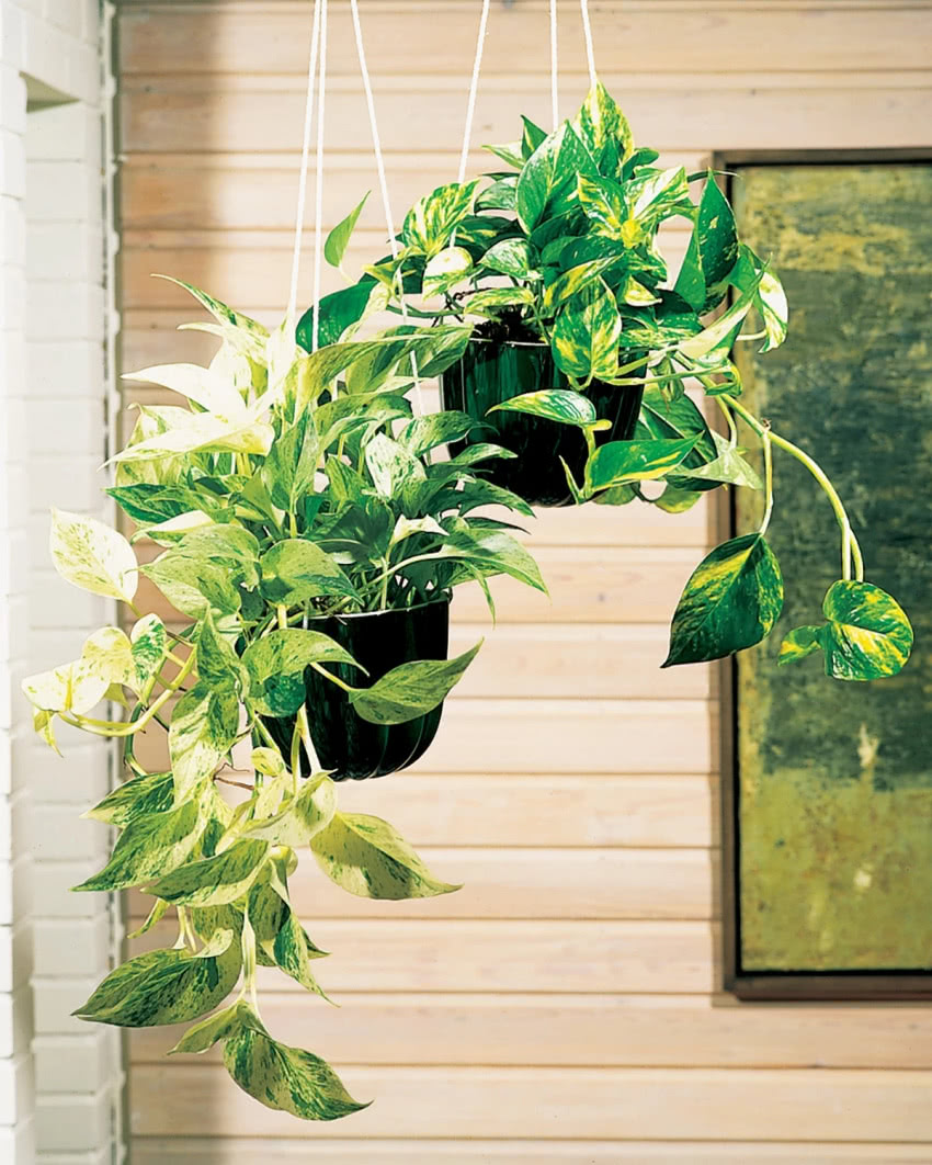 Kilka dorodnych epipremnum sprawi, że powietrze...