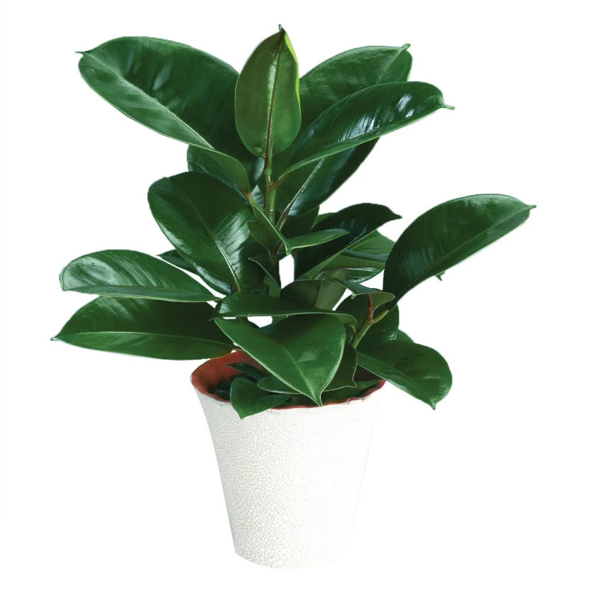 Figowiec sprężysty oczyszcza powietrze z...