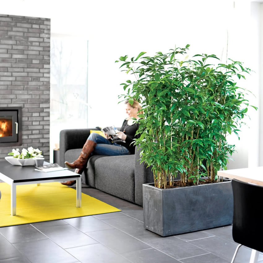 W towarzystwie draceny można czuć się...