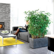 Dracena sprawi, że będzie nam się lepiej...