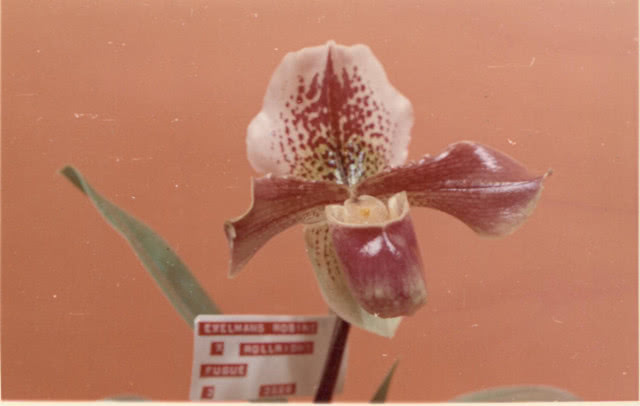 Stara fotografia - archiwum Marcina Rusaka