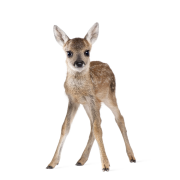 Naklejka Sarenka Lucy, DEKORNIK, od 109 zł