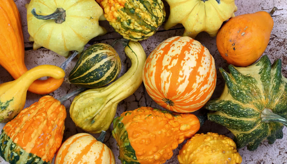 Dynie ozdobne - uprawa, odmiany, pielęgnacja