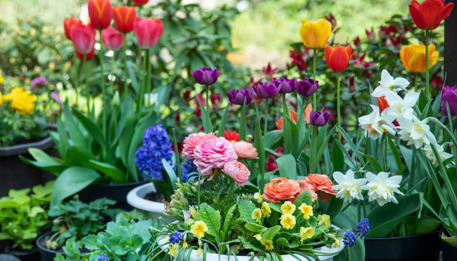 Kwiatowa lazania: hit na wiosnę! Jak przygotować lazanie cebulową w donicy?