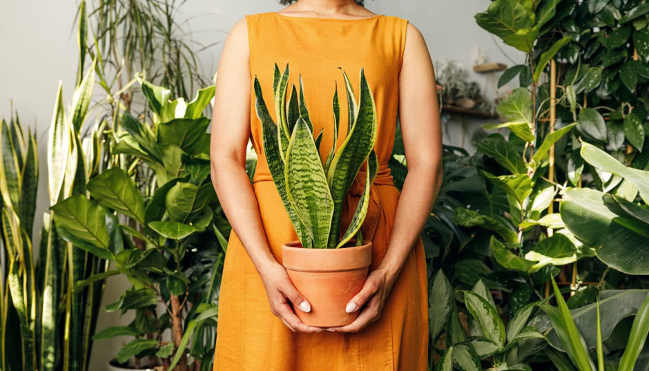 Sansewieria w domu - ten kwiat oczyszcza powietrze!