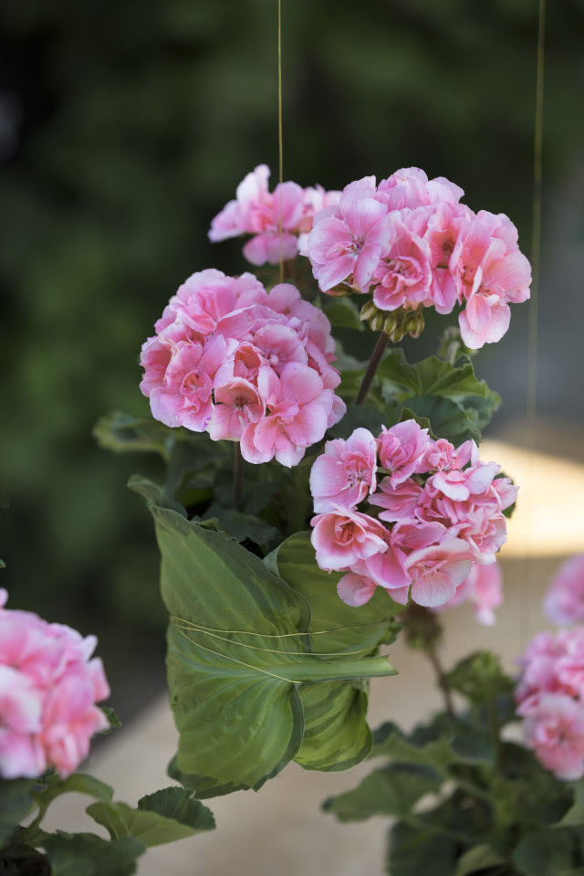 kwitnące pelargonie na haczyku
