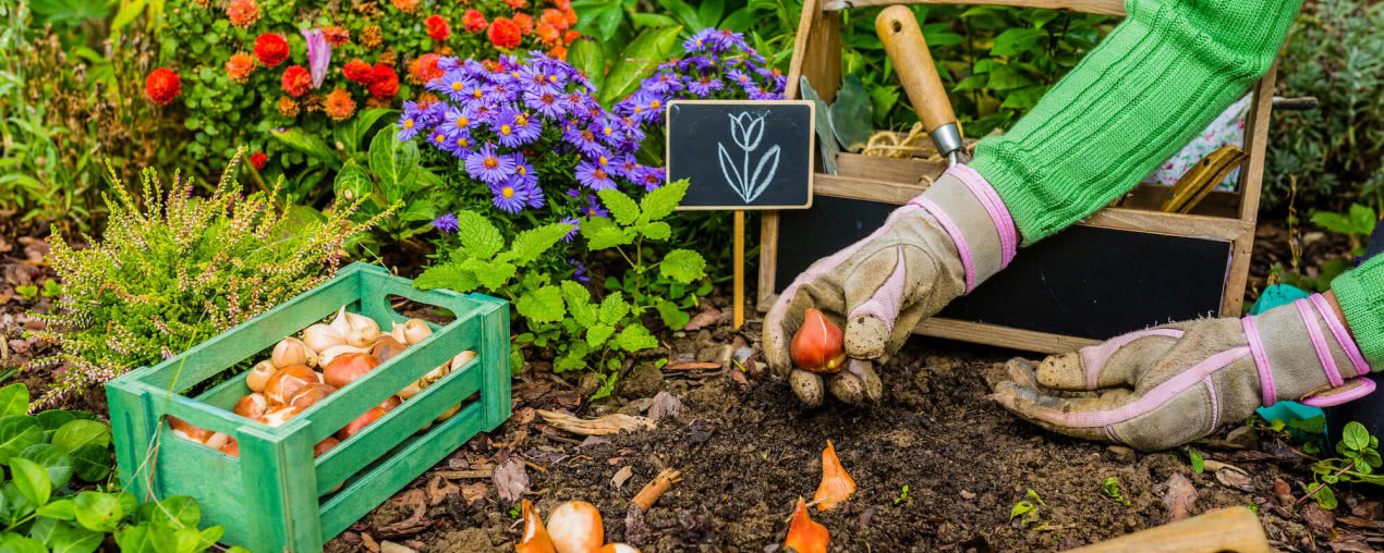 Co sadzić jesienią w ogrodzie? Lista kwiatów, krzewów i warzyw