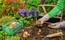 Co sadzić jesienią w ogrodzie? Lista kwiatów, krzewów i warzyw