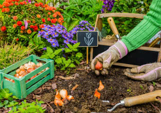 Co sadzić jesienią w ogrodzie? Lista kwiatów, krzewów i warzyw