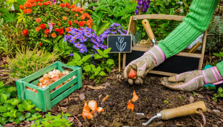 Co sadzić jesienią w ogrodzie? Lista kwiatów, krzewów i warzyw