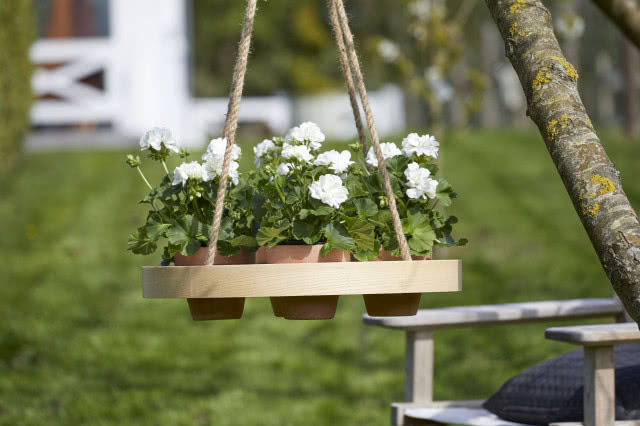 białe kwitnące pelargonie na wiszące na gałęzi huśtawce