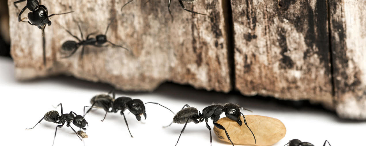 Co na mrówki w domu? Domowe sposoby