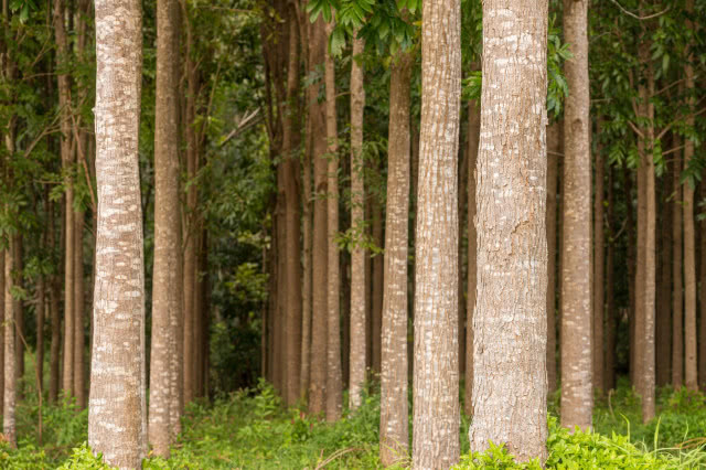 Plantacja mahoniowców Wai Koba Loop na wyspie Kauai w archipelagu Hawai