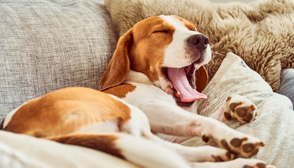 Kanapa jest cała w sierści? Wiem jak się jej pozbyć bez generalnego czyszczenia