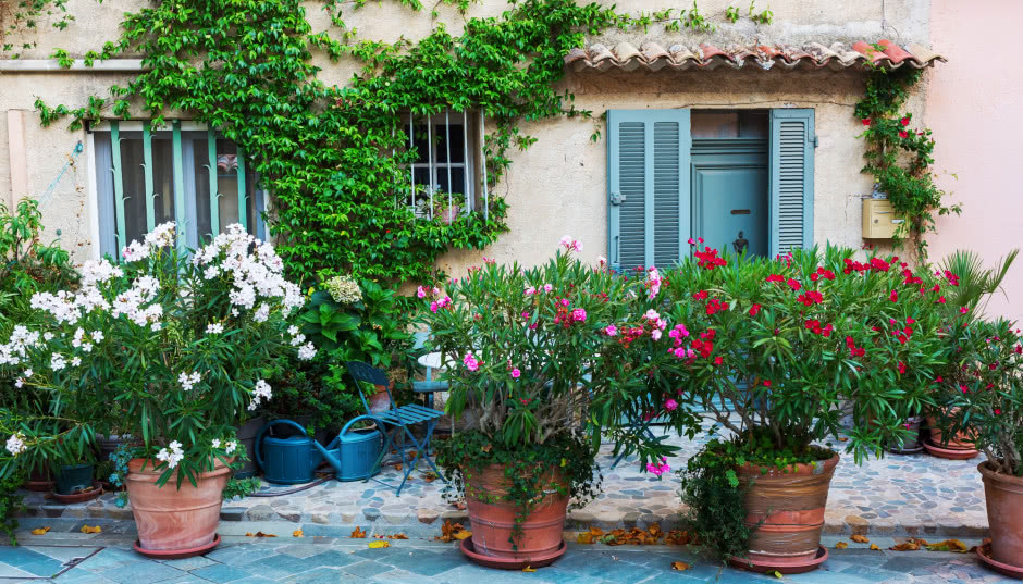 Oleander pospolity - uprawa, pielęgnacja, zimowanie