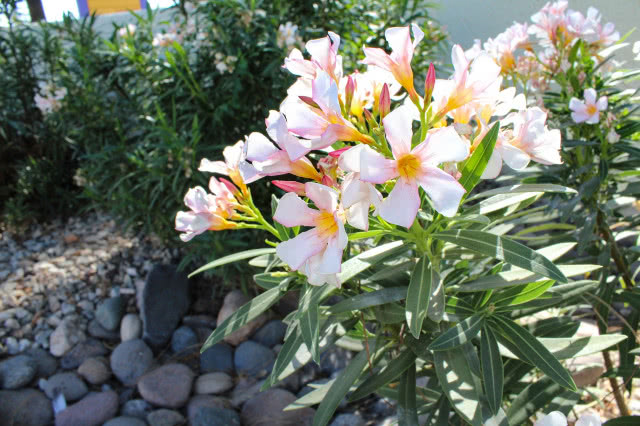 oleander pospolity, kamienie, ogród