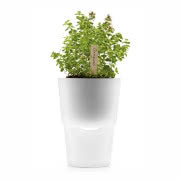 Samopodlewająca doniczka