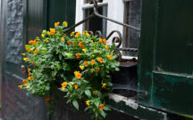 Zwisające kwiaty na balkon - 10 propozycji