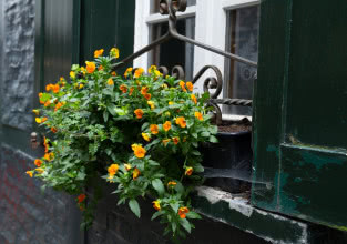 Zwisające kwiaty na balkon - 10 propozycji