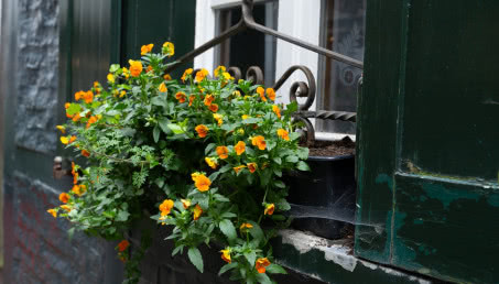 Zwisające kwiaty na balkon - 10 propozycji