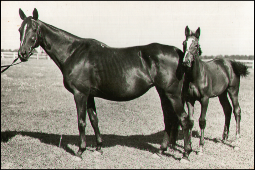 "Klacz Harmonia pełnej krwi angielskiej" (lata...