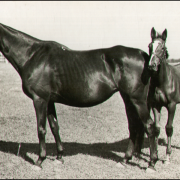 "Dziewczyna na Pegazie" (1927), olej na płótnie,...
