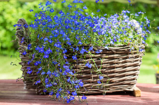 lobelia