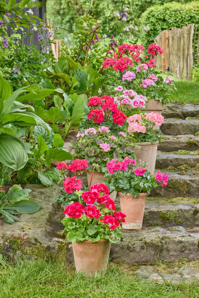 pelargonie w donicach aranżacja