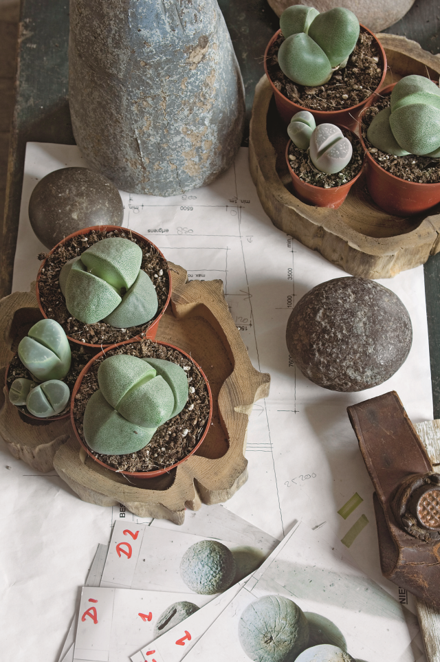 Urban jungle, czyli modne kwiaty w Twoim domu