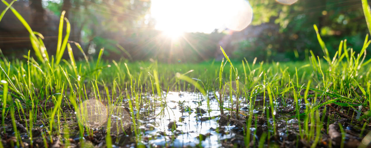 Ogród deszczowy - czy zapobiega zalewaniu posesji?