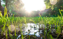 Ogród deszczowy - czy zapobiega zalewaniu posesji?