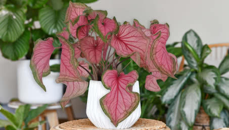 Zapomnij o monsterach! Najmodniejsze rośliny doniczkowe 2025!