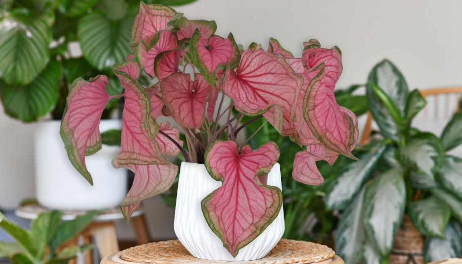 Zapomnij o monsterach! Najmodniejsze rośliny doniczkowe 2025!