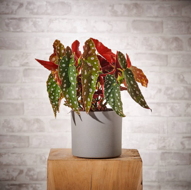 begonia plamista roślina roku 2025