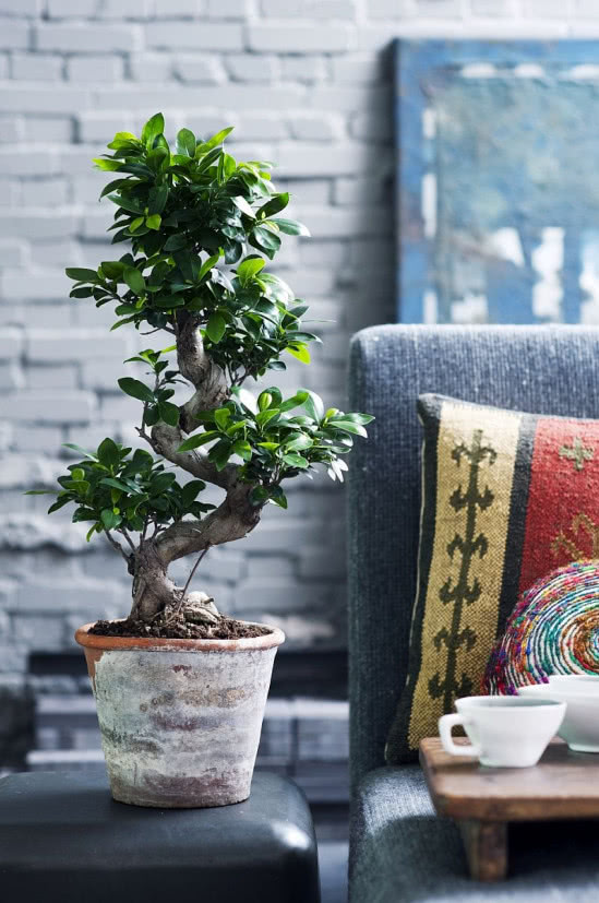 Figowiec tępy to jedna z najpopularniejszych roślin doniczkowych nadających się do formowania jako bonsai