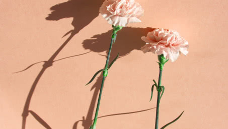 Peach Fuzz w ogrodzie! Lista kwiatów w kolorze roku Pantone