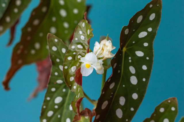 begonia kwitnie