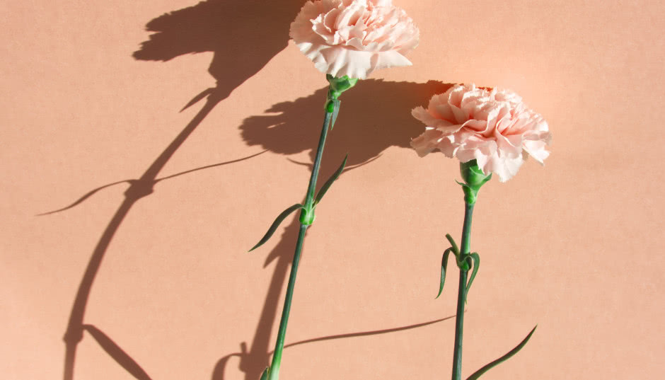 Peach Fuzz w ogrodzie! Lista kwiatów w kolorze roku Pantone