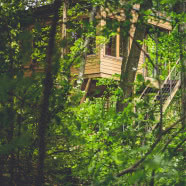 Ekologiczne domy W DRZEWACH