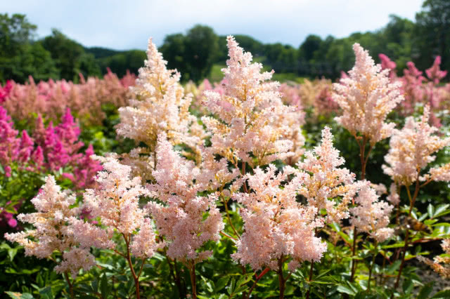 Tawułka Arendsa Peach Blossom