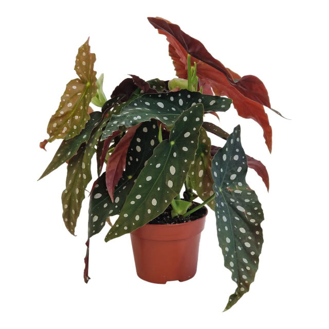 begonia plamista (koralowa)