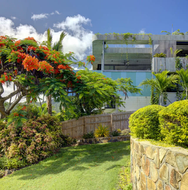 drzewo o czerwonych kwiatach